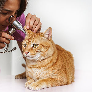 Ear Cleaning