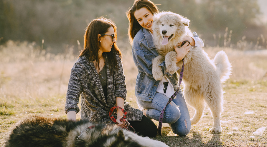 pet hygienic trimming service