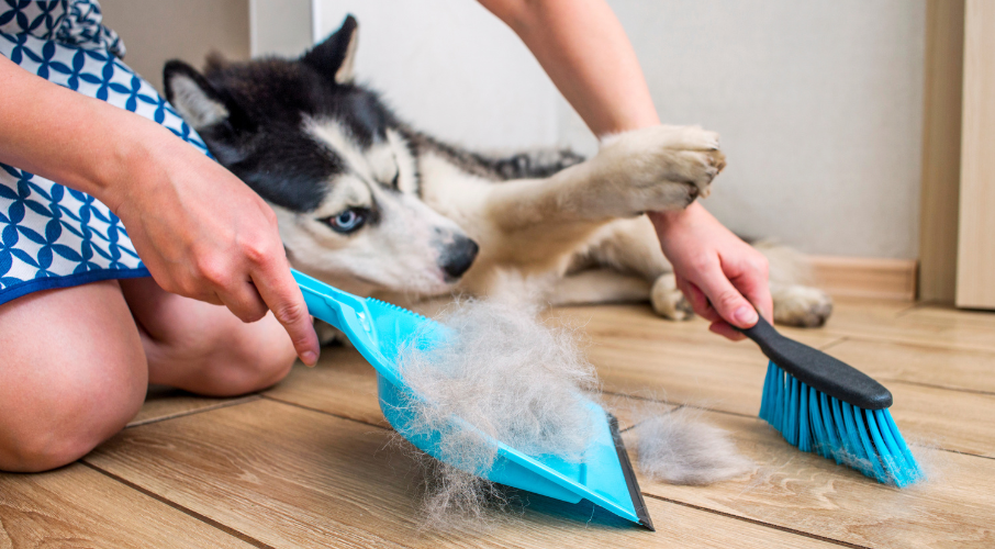 pet grooming services