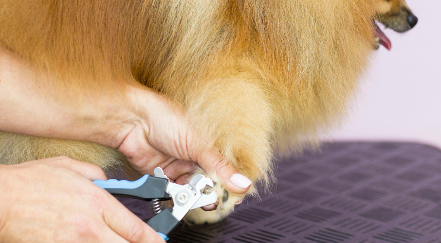 Best pet nail clipping service in Dubai