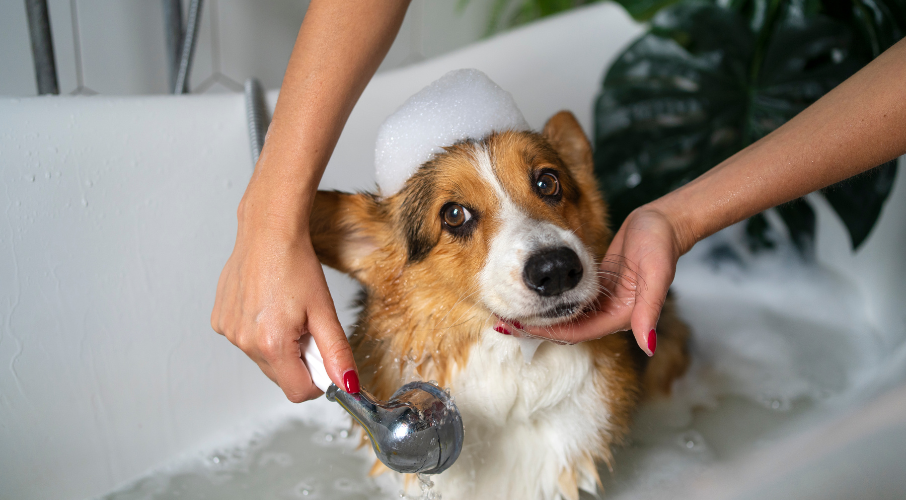 pet grooming Dubai al warqa