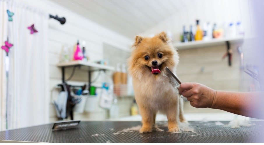 dog grooming