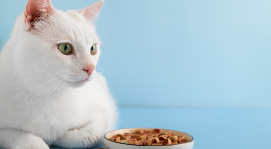 royal canin cat food