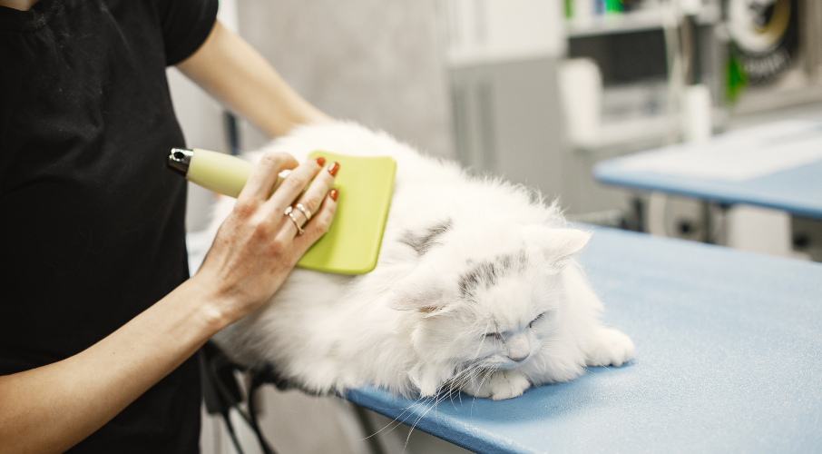 affordable cat grooming